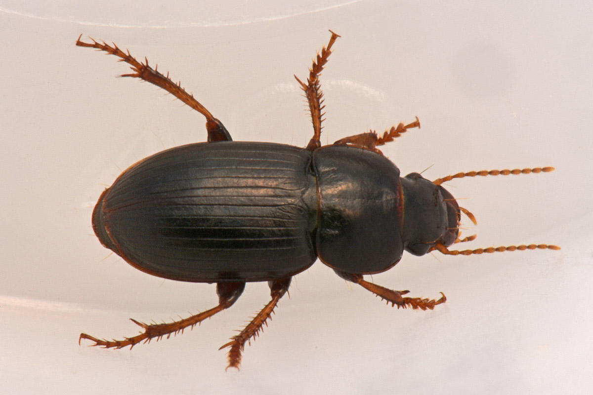 Carabidae: Harpalus sp?